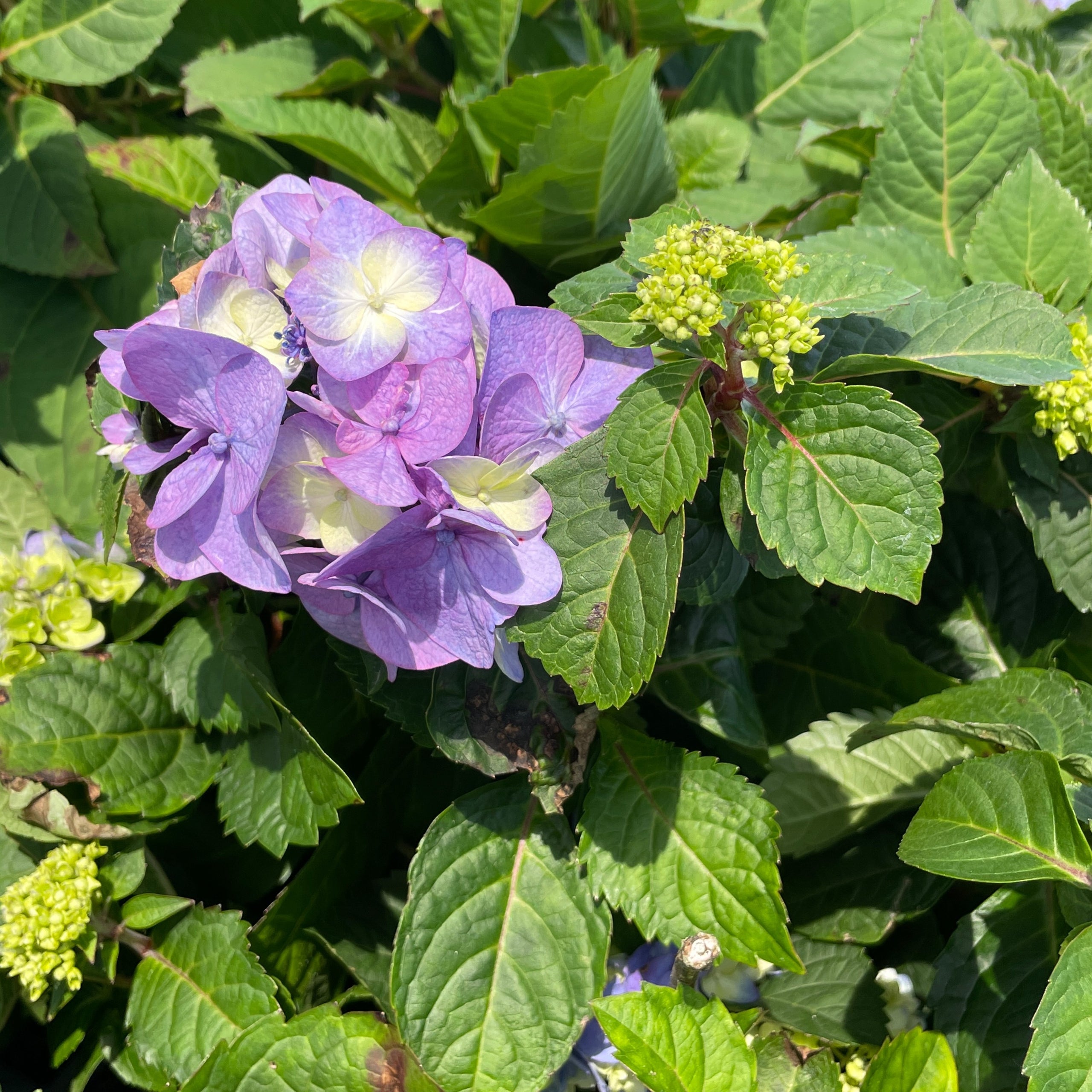 3 Gallon Endless Summer Bloomstruck Hydrangea | Cane Row Nursery ...