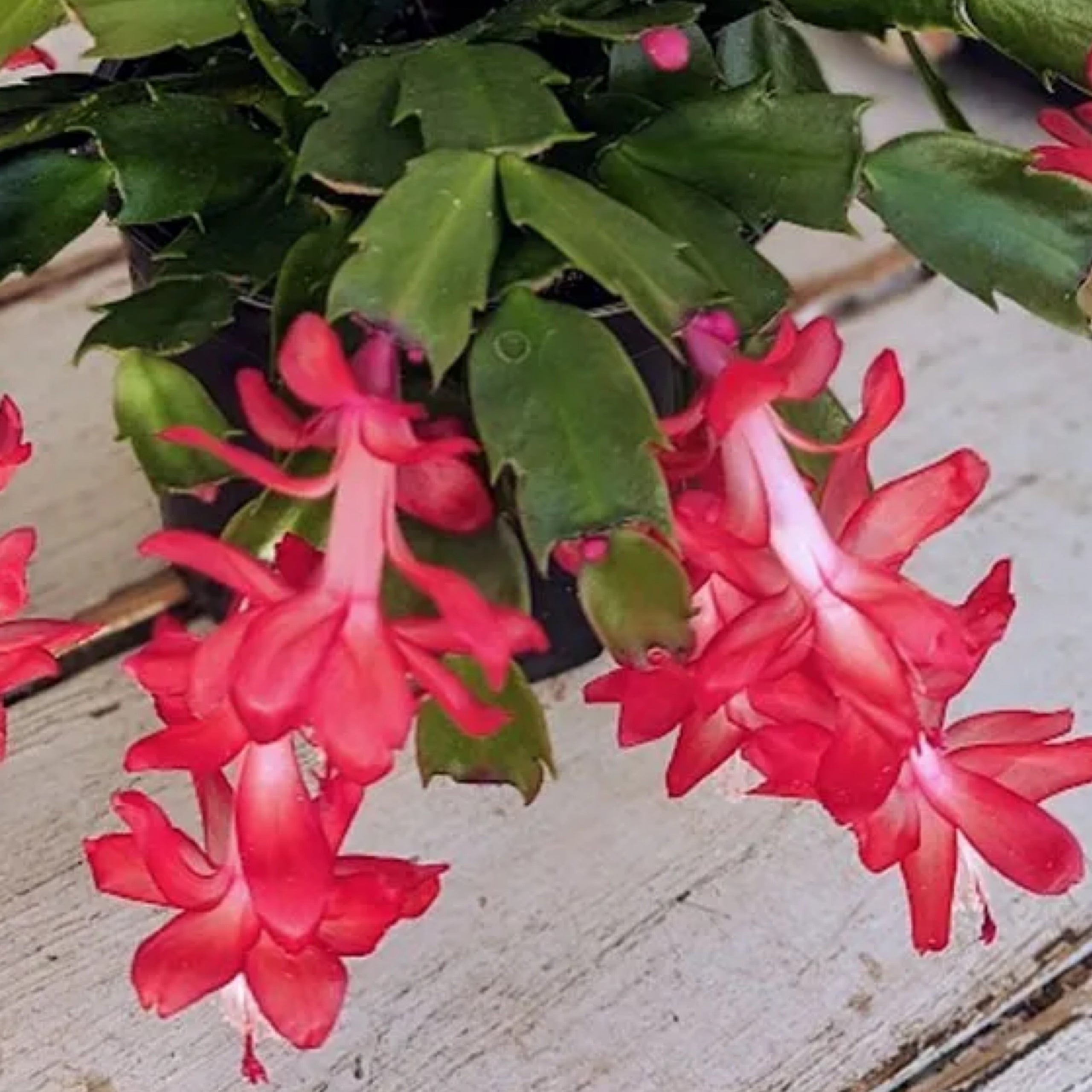 Quart Red Christmas Cactus | Cane Row Nursery & Landscaping