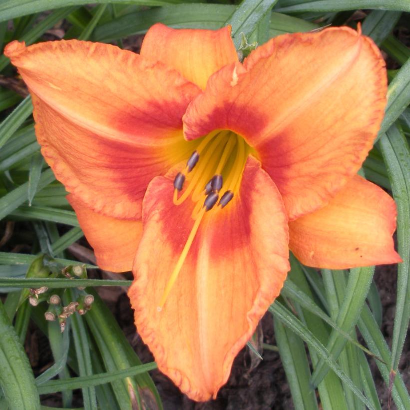 1 Gallon Orange Crush Daylily | Cane Row Nursery & Landscaping