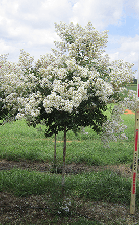 5 Gallon Sarah Favorite Crepe Myrtle | Cane Row Nursery & Landscaping
