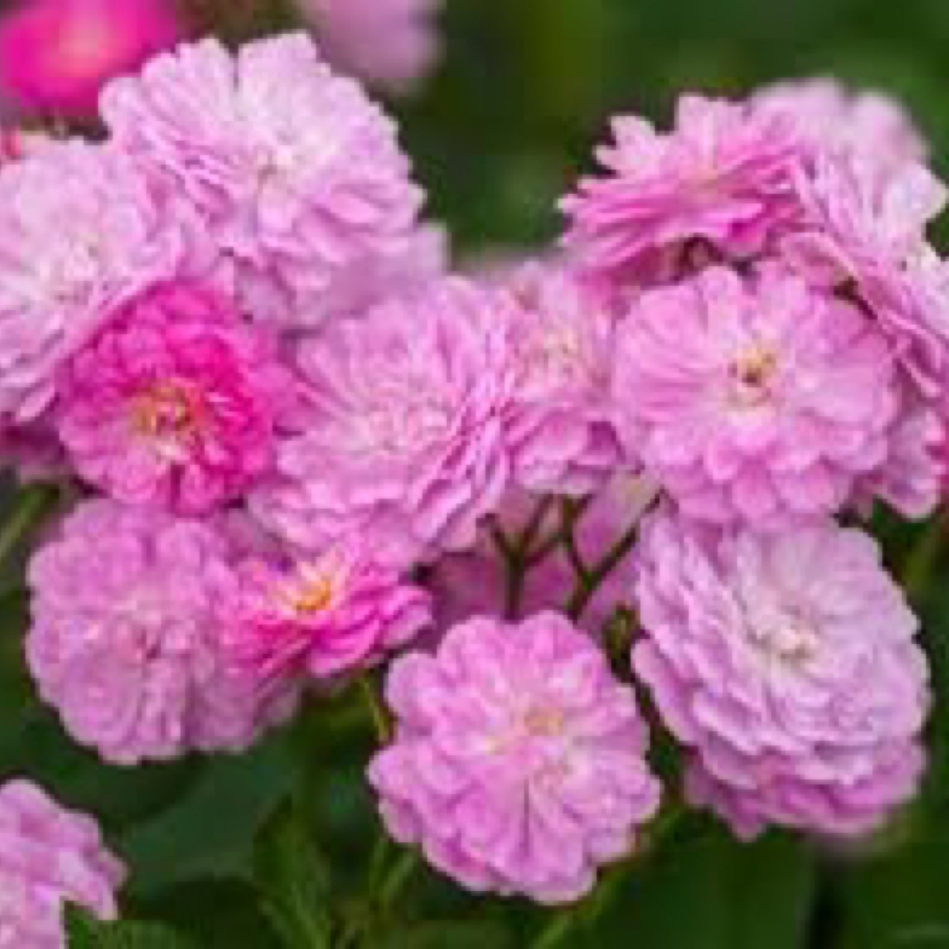 3 gallon pretty polly lavender rose cane row nursery landscaping