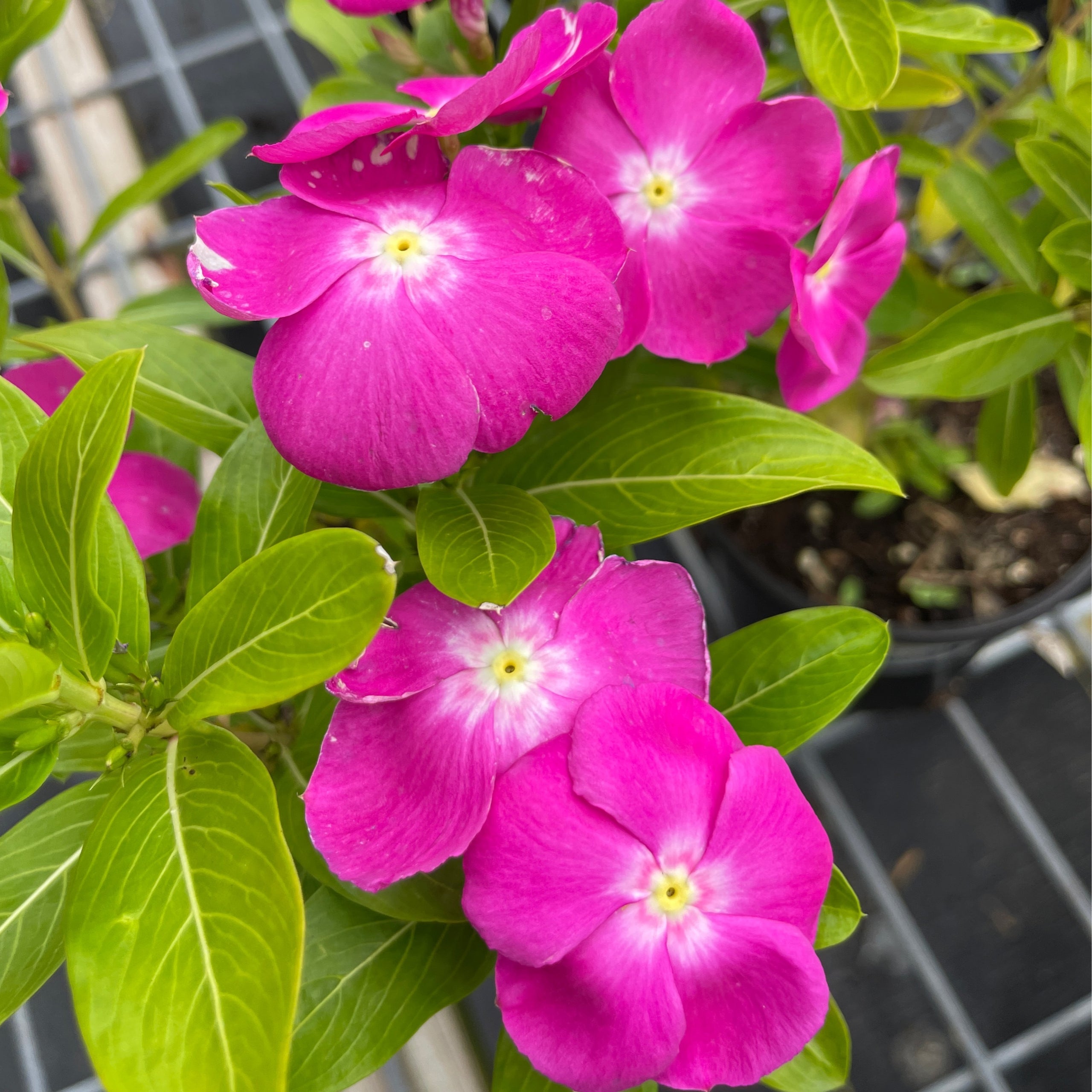 Quart Cora Orchid Vinca | Cane Row Nursery & Landscaping